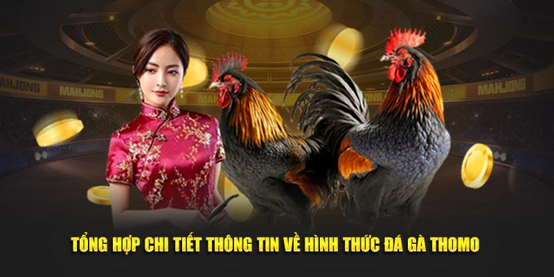 Tổng hợp chi tiết về đá gà thomo